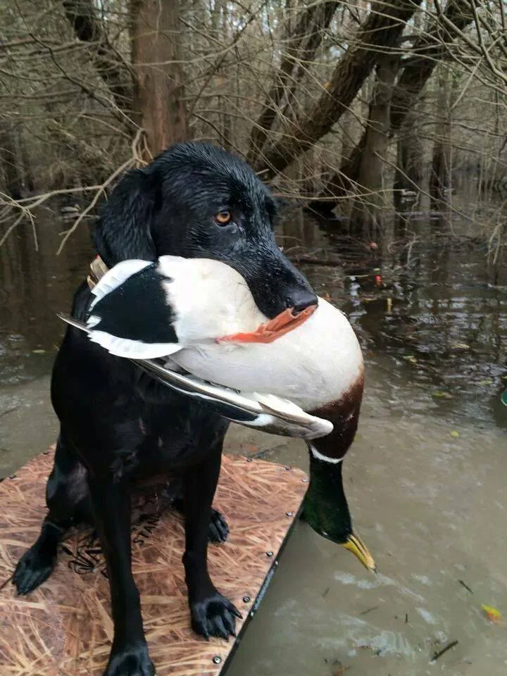 Mallard ducks in the arkansas timber