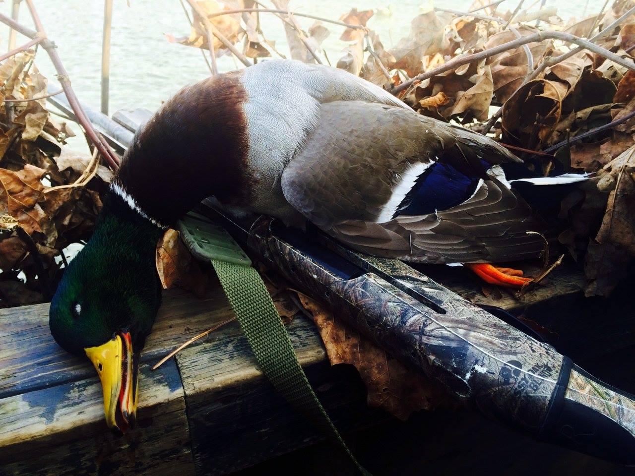Mallard duck hunt