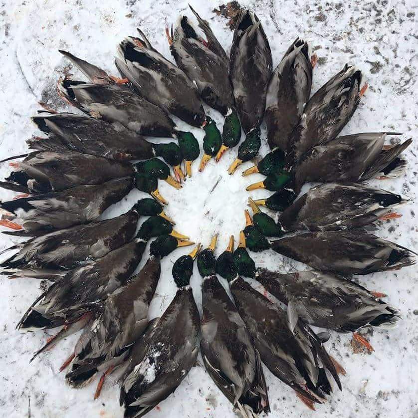 Arkansas guided duck hunt in the snow 2018