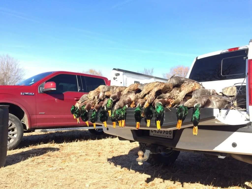 Arkansas guided duck hunts for mallard ducks
