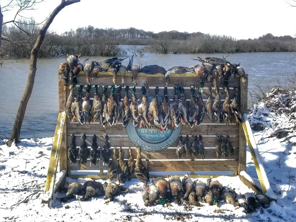 Arkansas guided duck hunts full limits