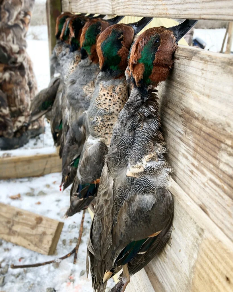 Arkansas guided duck hunts