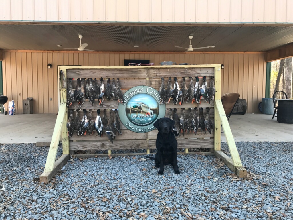 Mixed bag of ducks on an Arkansas guided duck hunt