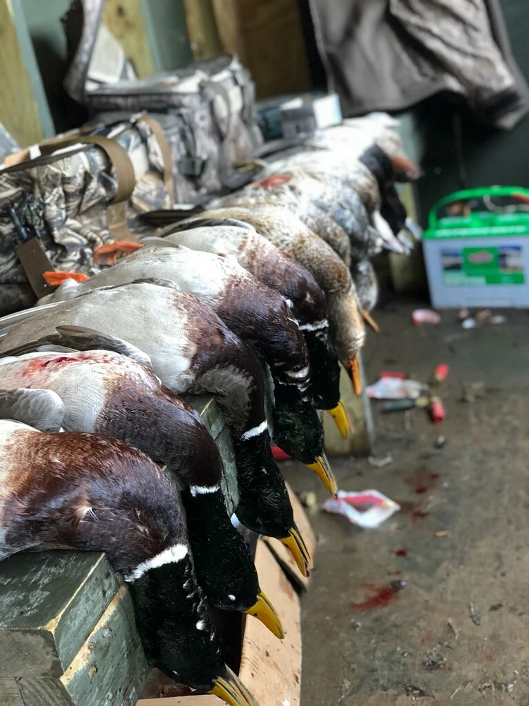 Arkansas Guided Duck HuntsArkansas County Guide Service