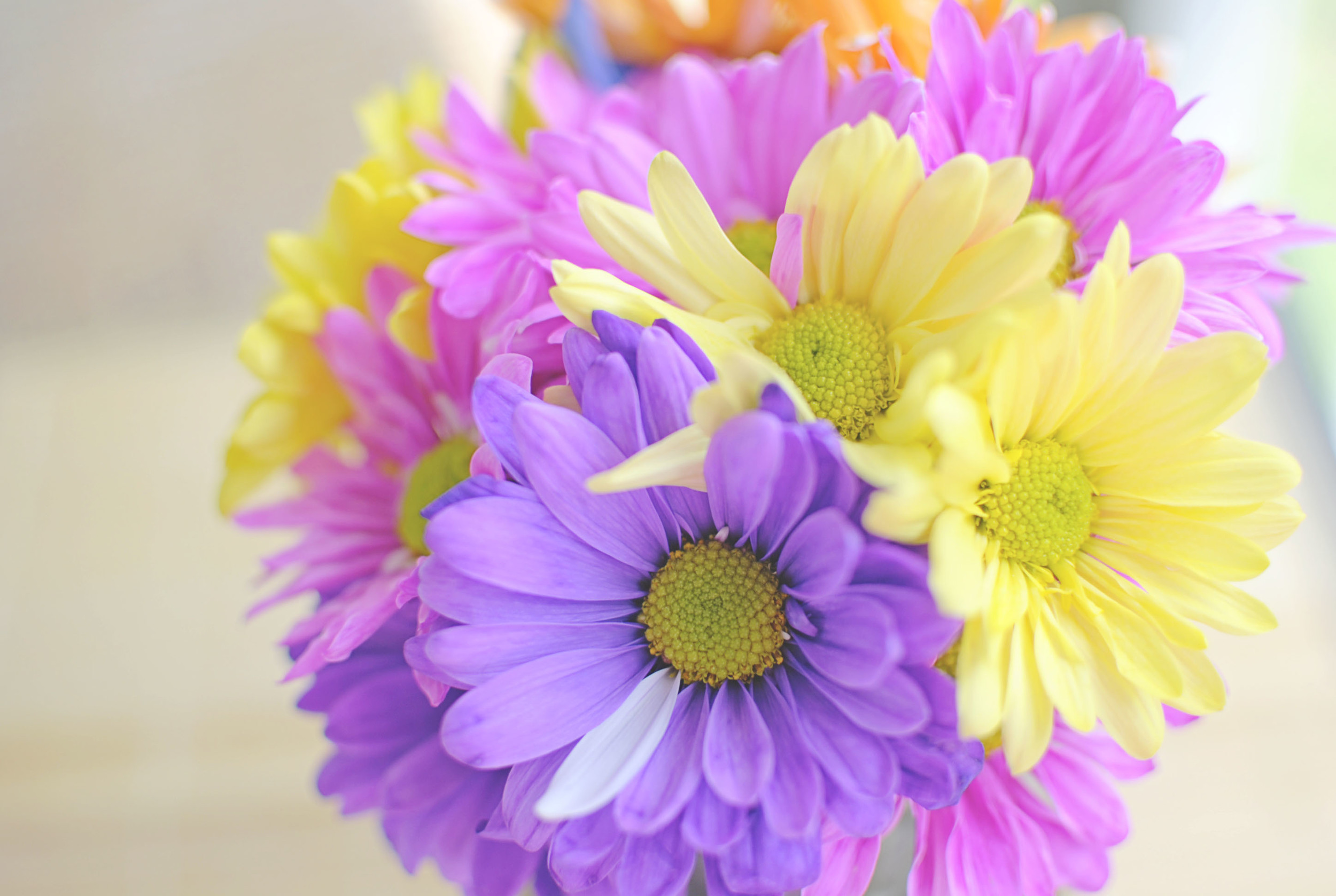 ColoredFlowers4.jpg