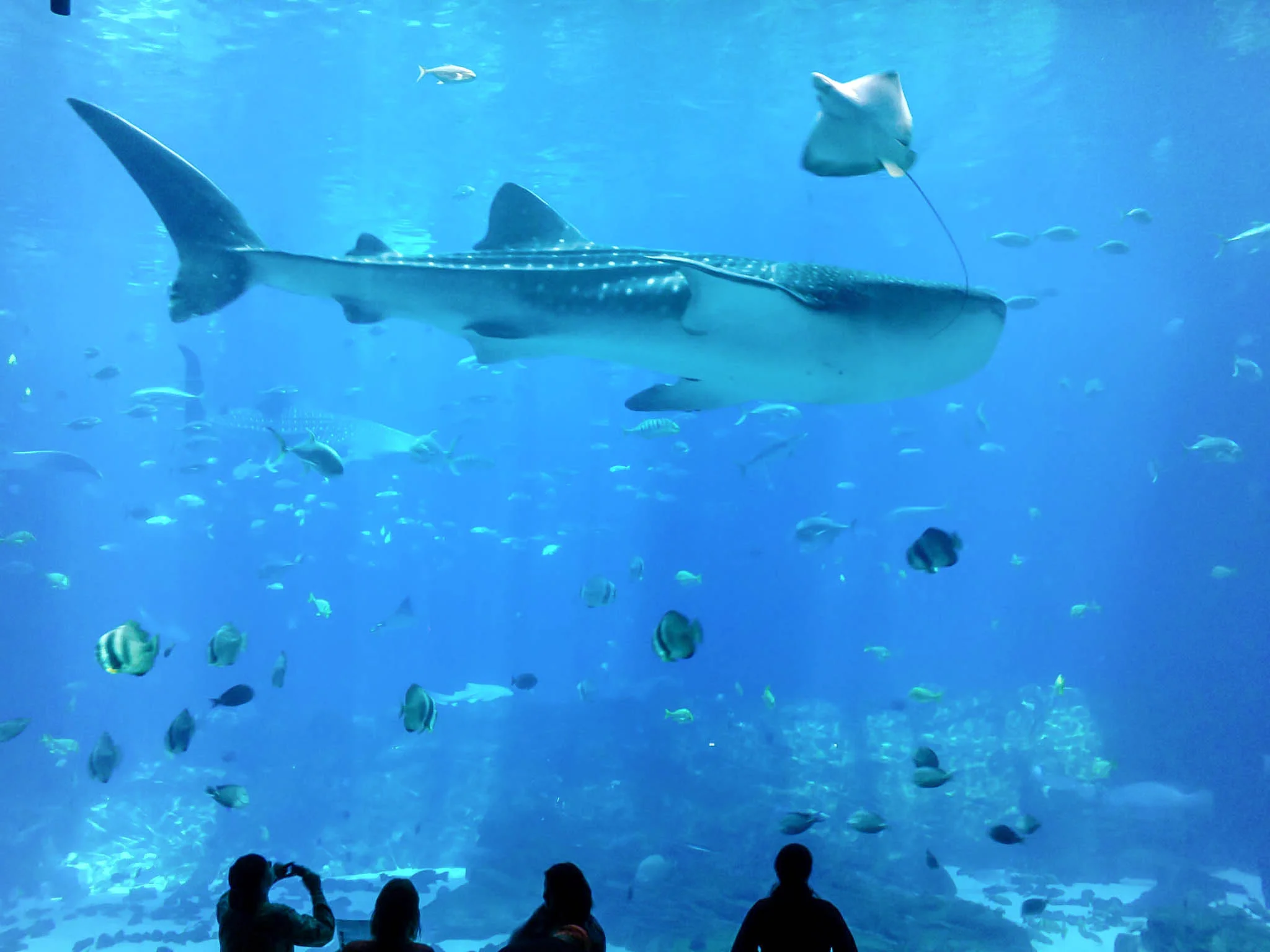 Short Stay in Atlanta: Going for the Aquarium, Staying for the Neighborhoods
