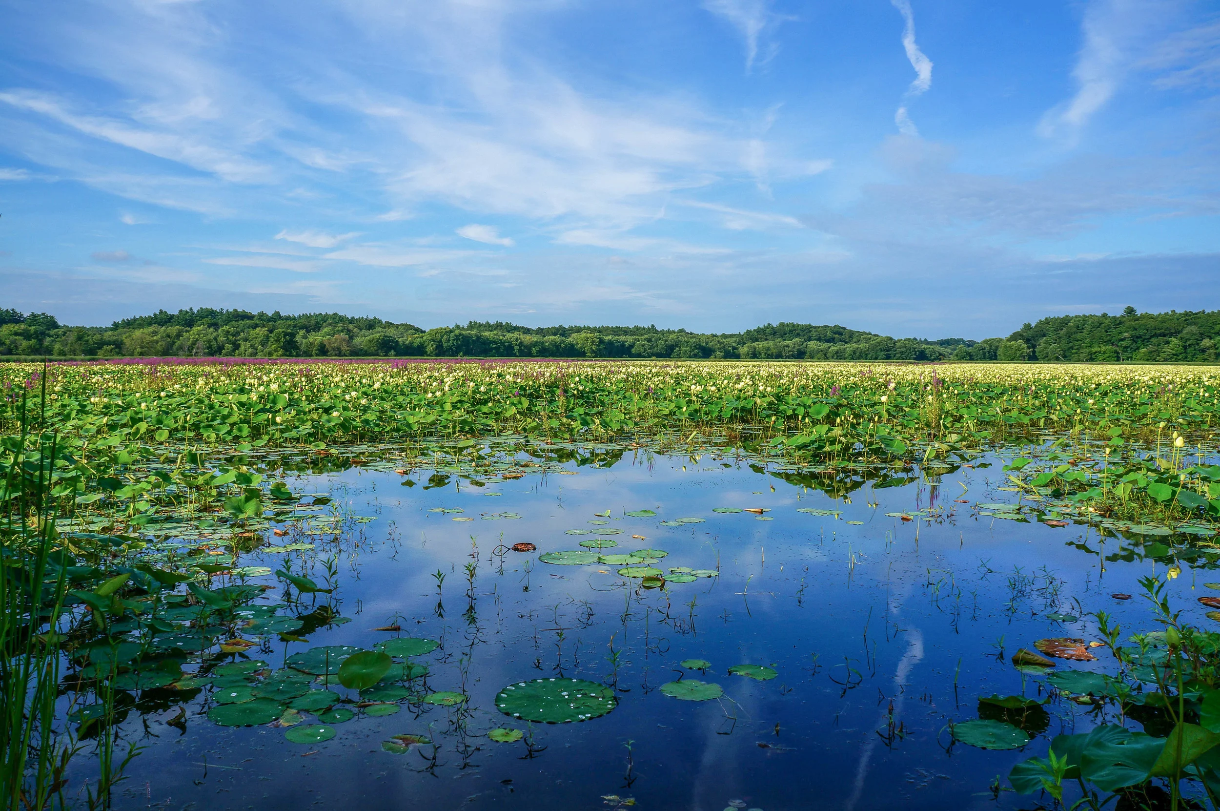 Escaping Boston to Explore its Green Surroundings