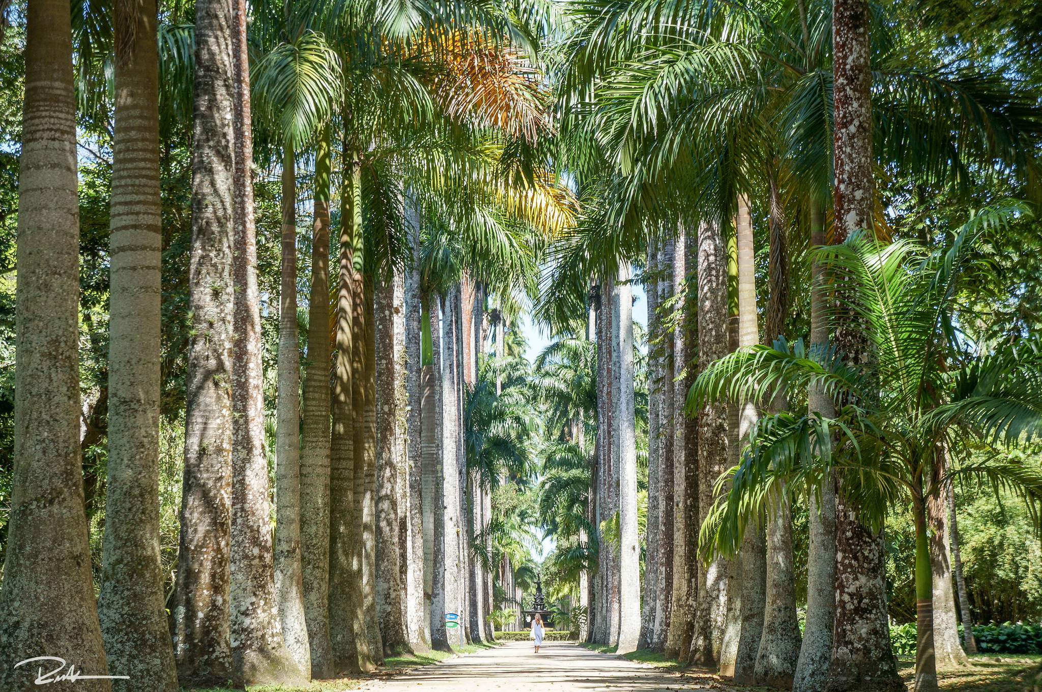 Jardim Botanico's main walkway