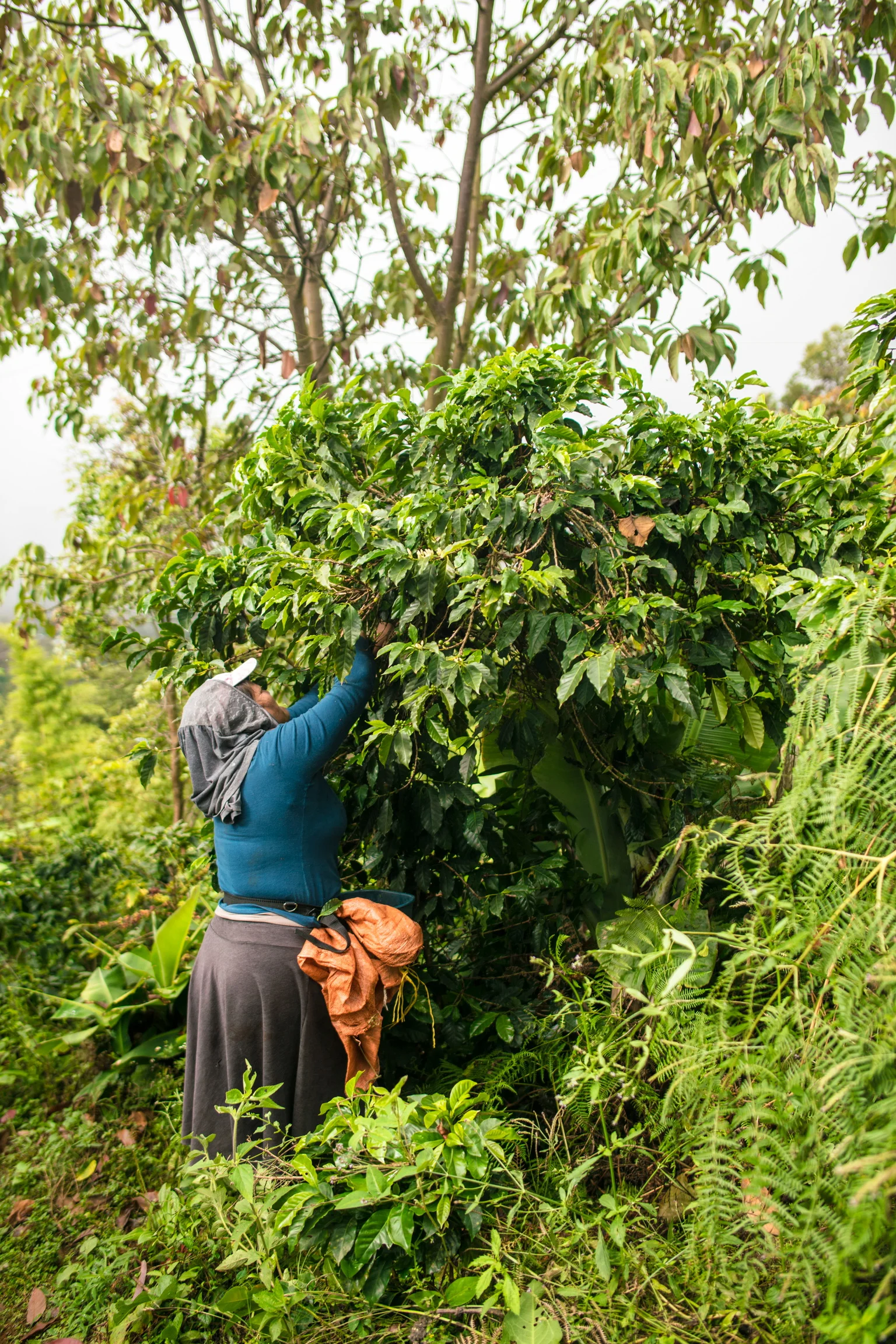 Colombian Woman Picking Coffee Beans