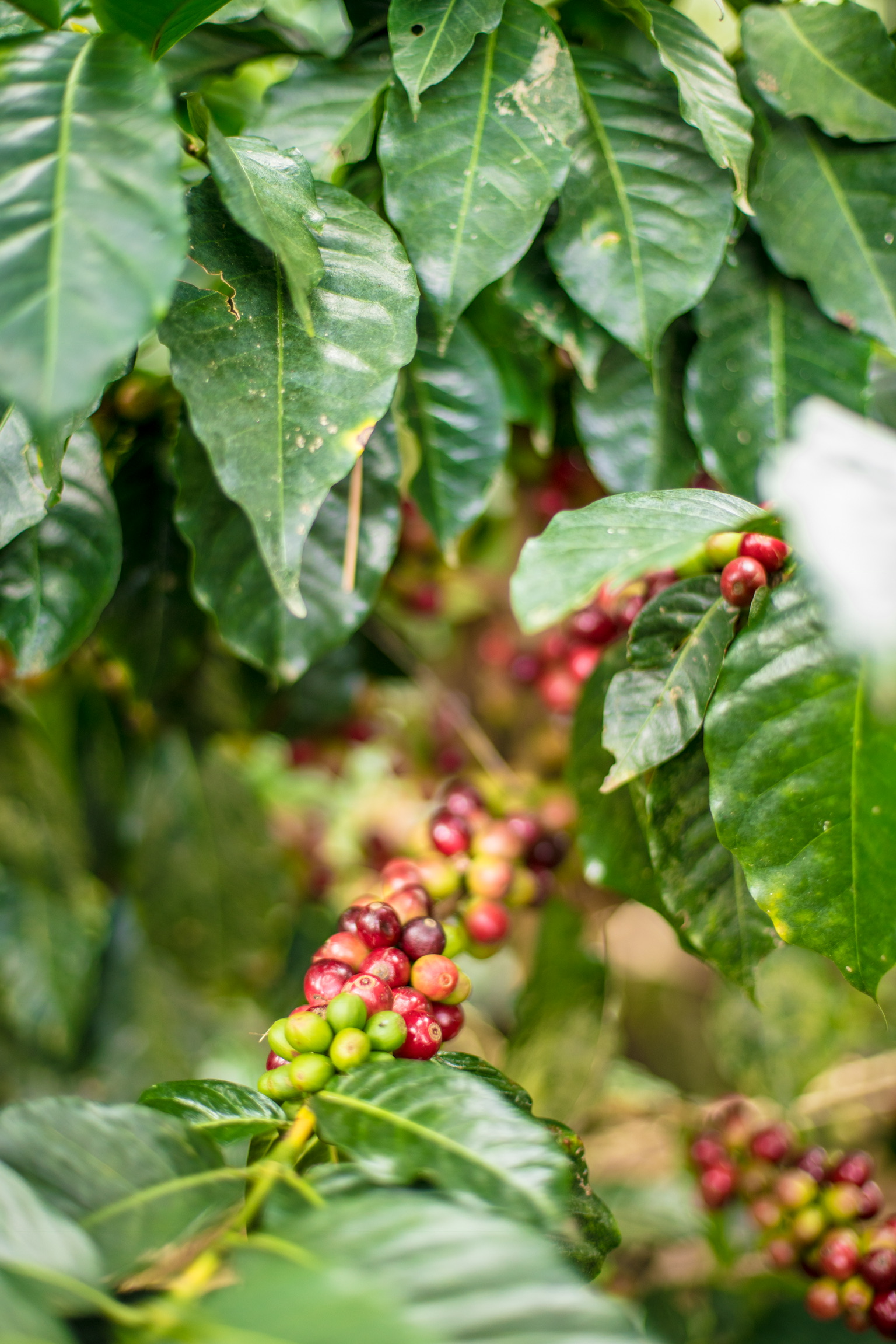 Coffee Cherries on Branch (Copy)