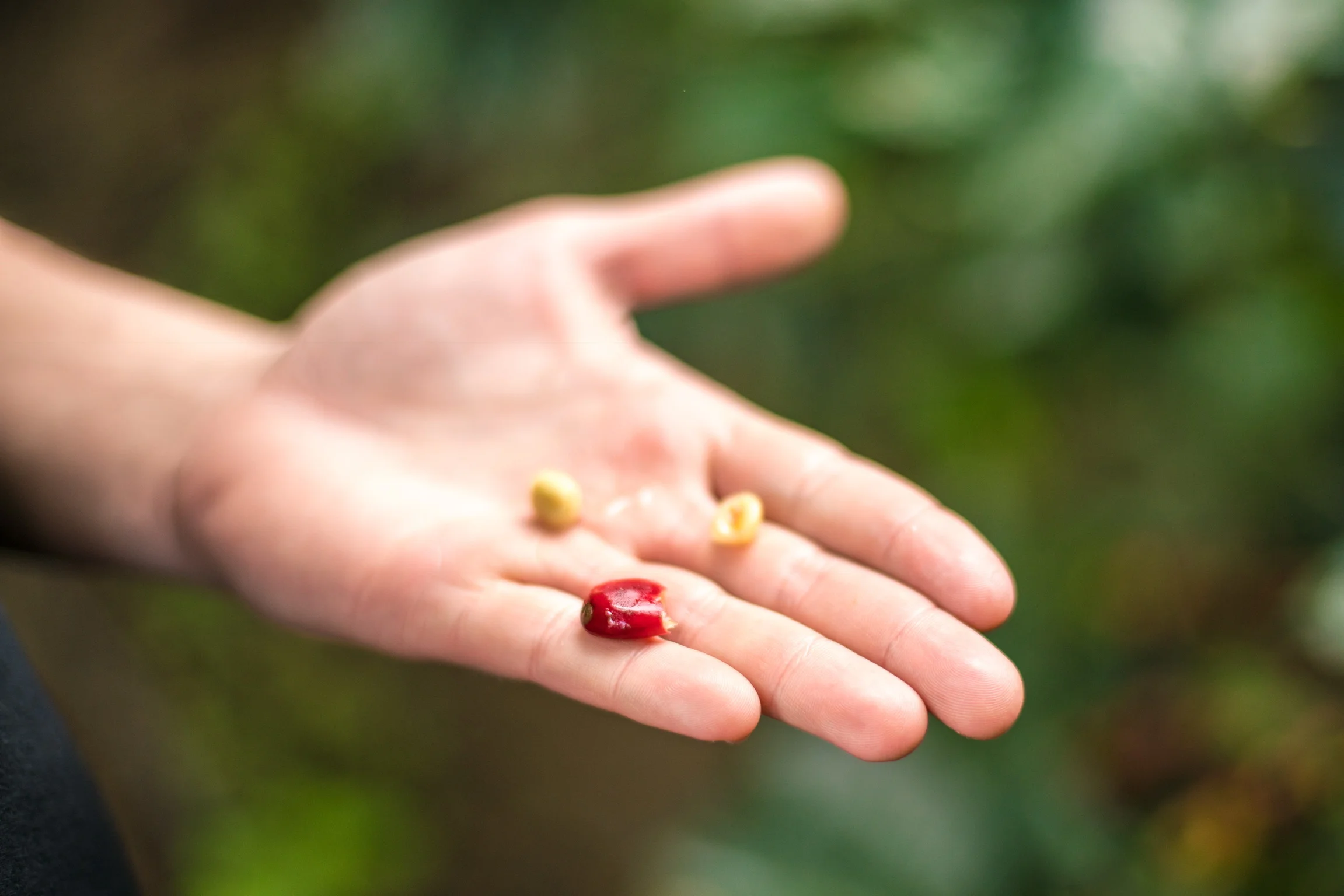 Coffee Cherry and Beans in Hand