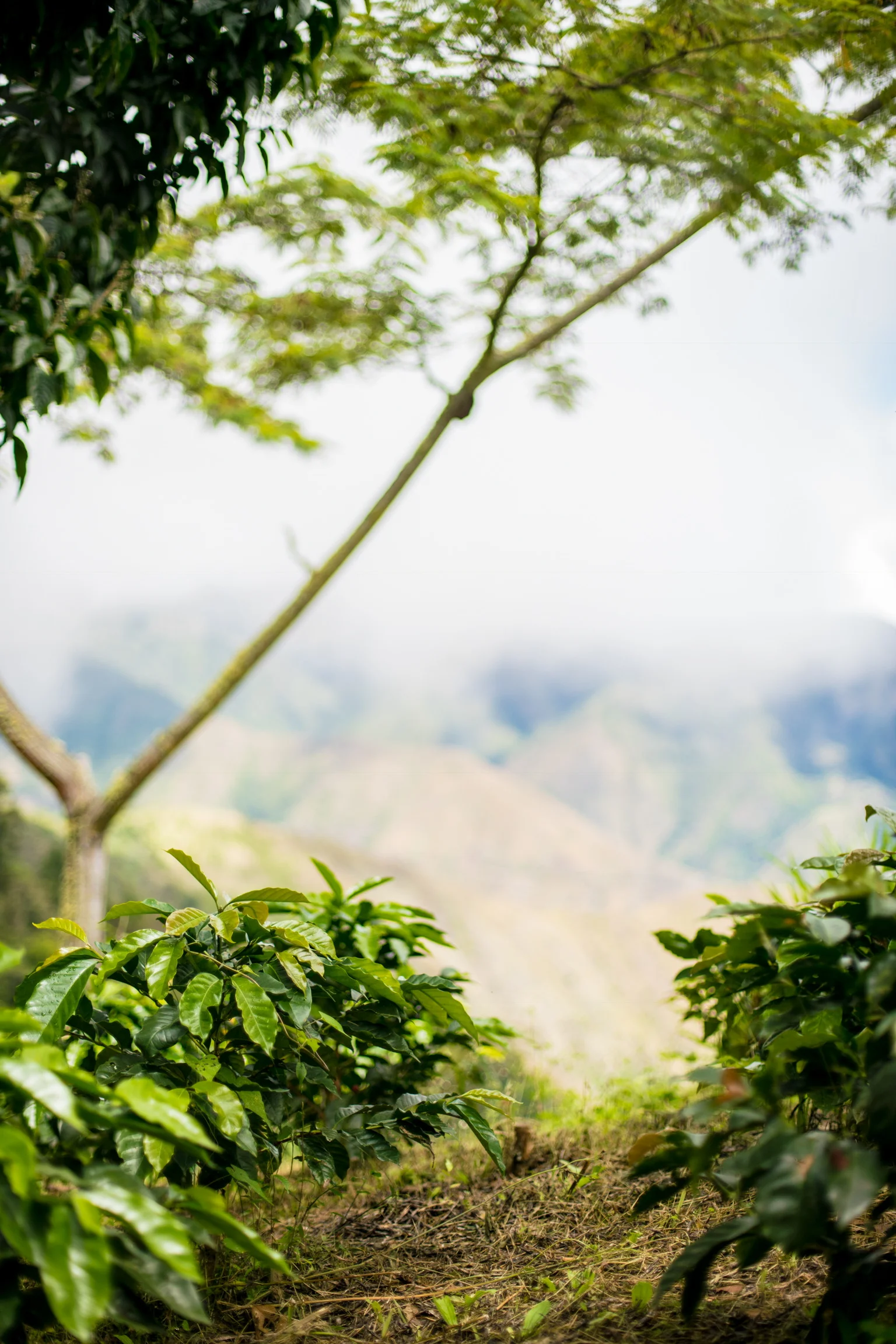 Coffee Trees