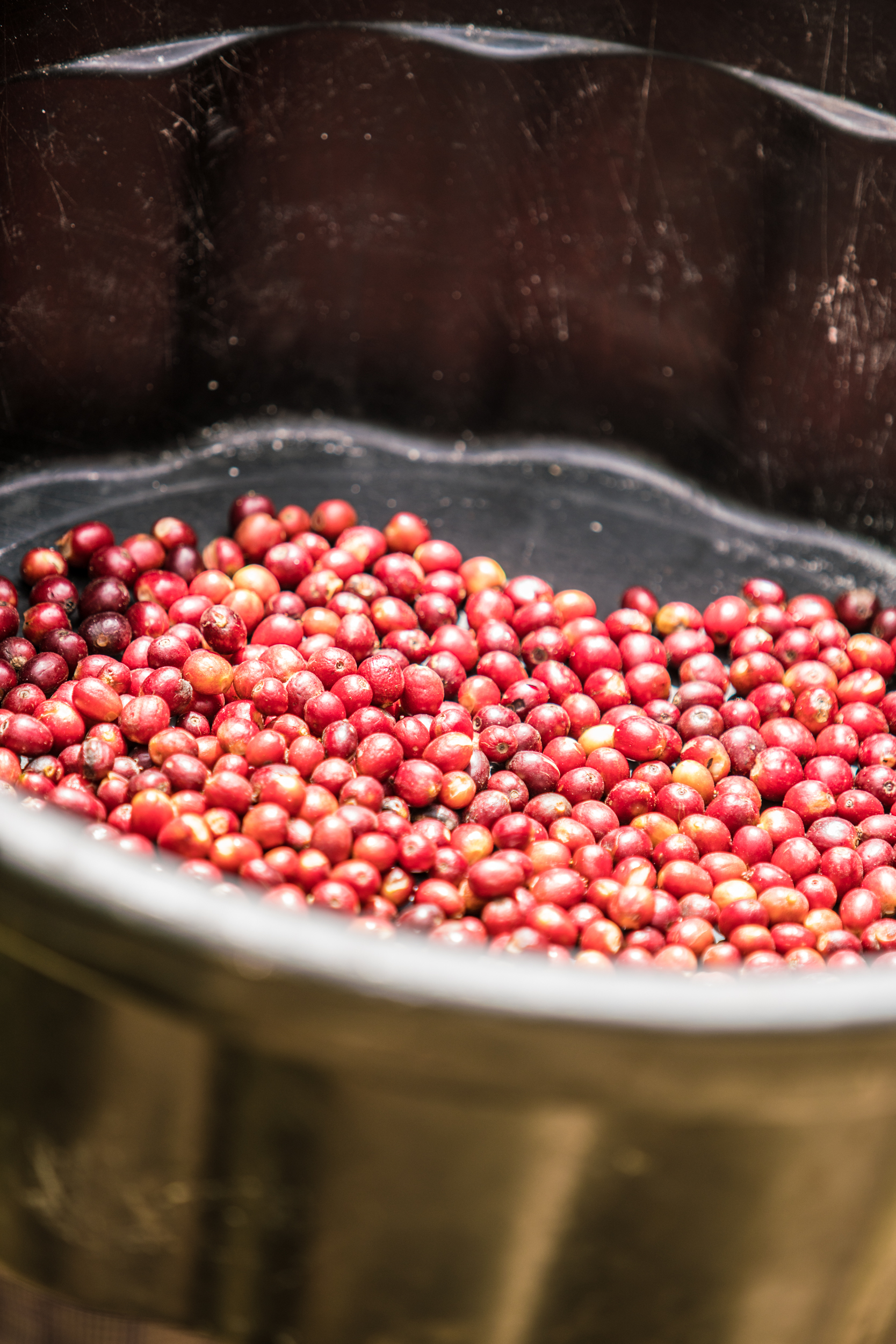 Ripe Coffee Cherries In Bucket (Copy)