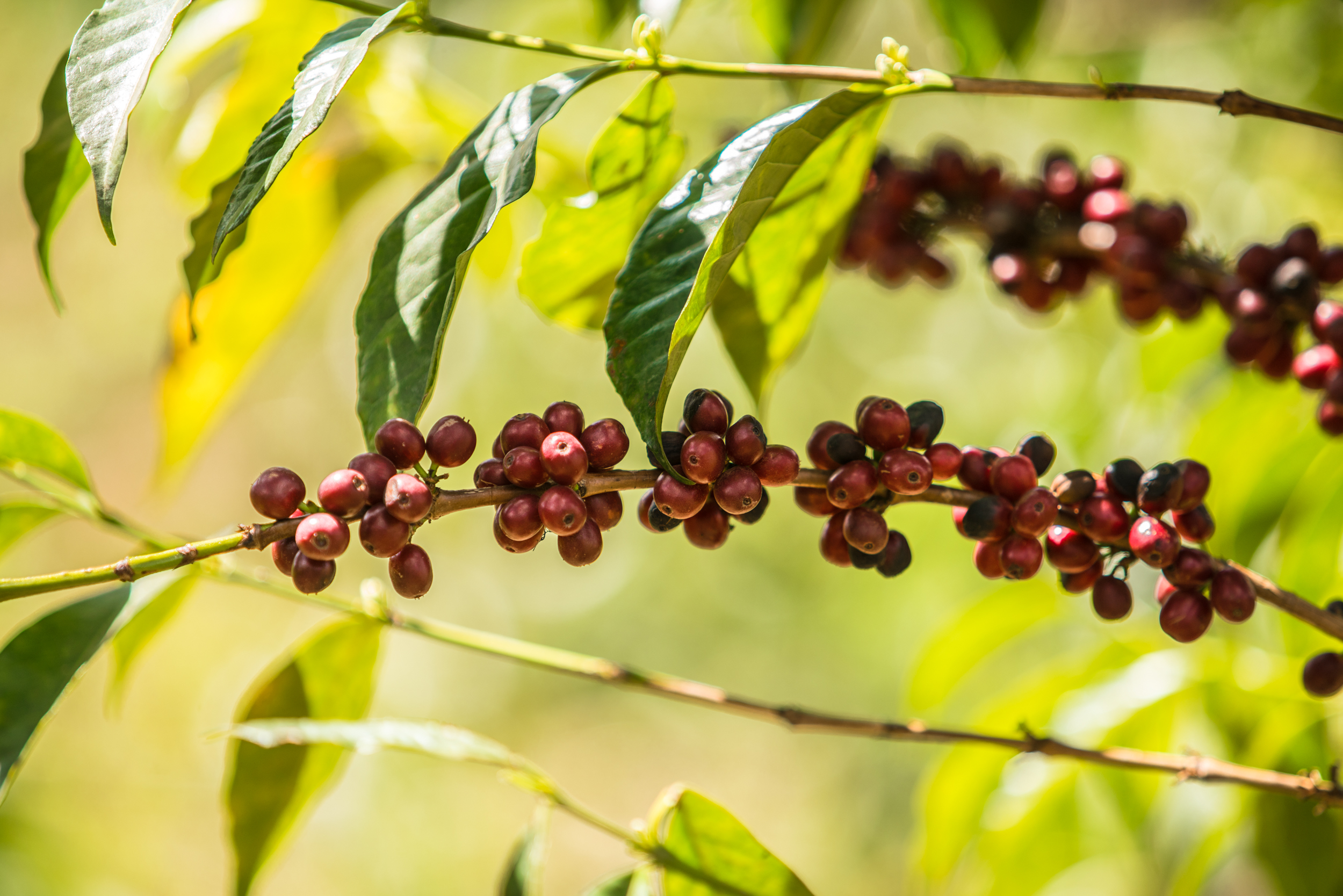 Red Coffee Cherries On Branch (Copy)