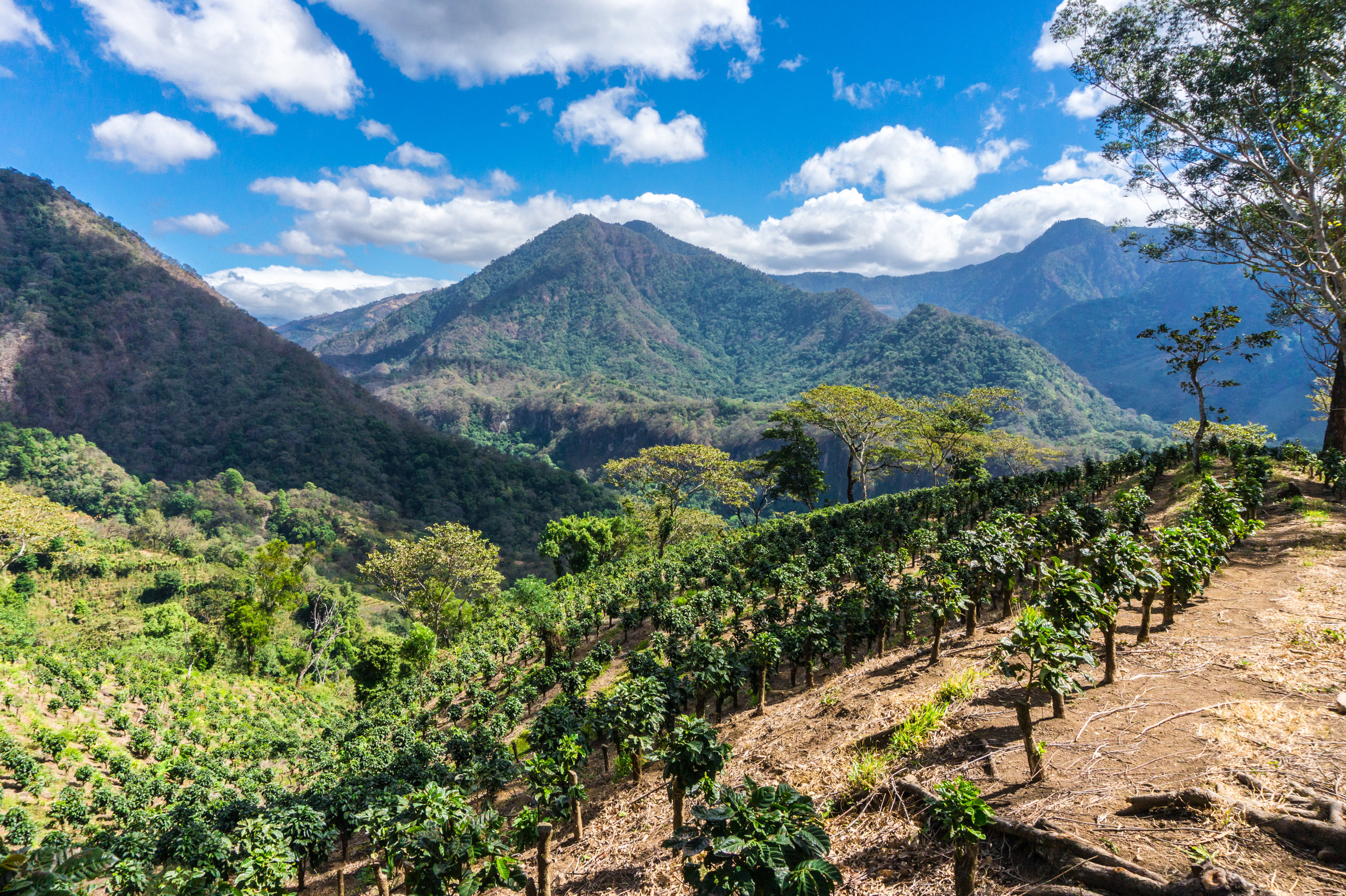 View From Finca Pachuj And Coffee Beans (Copy)