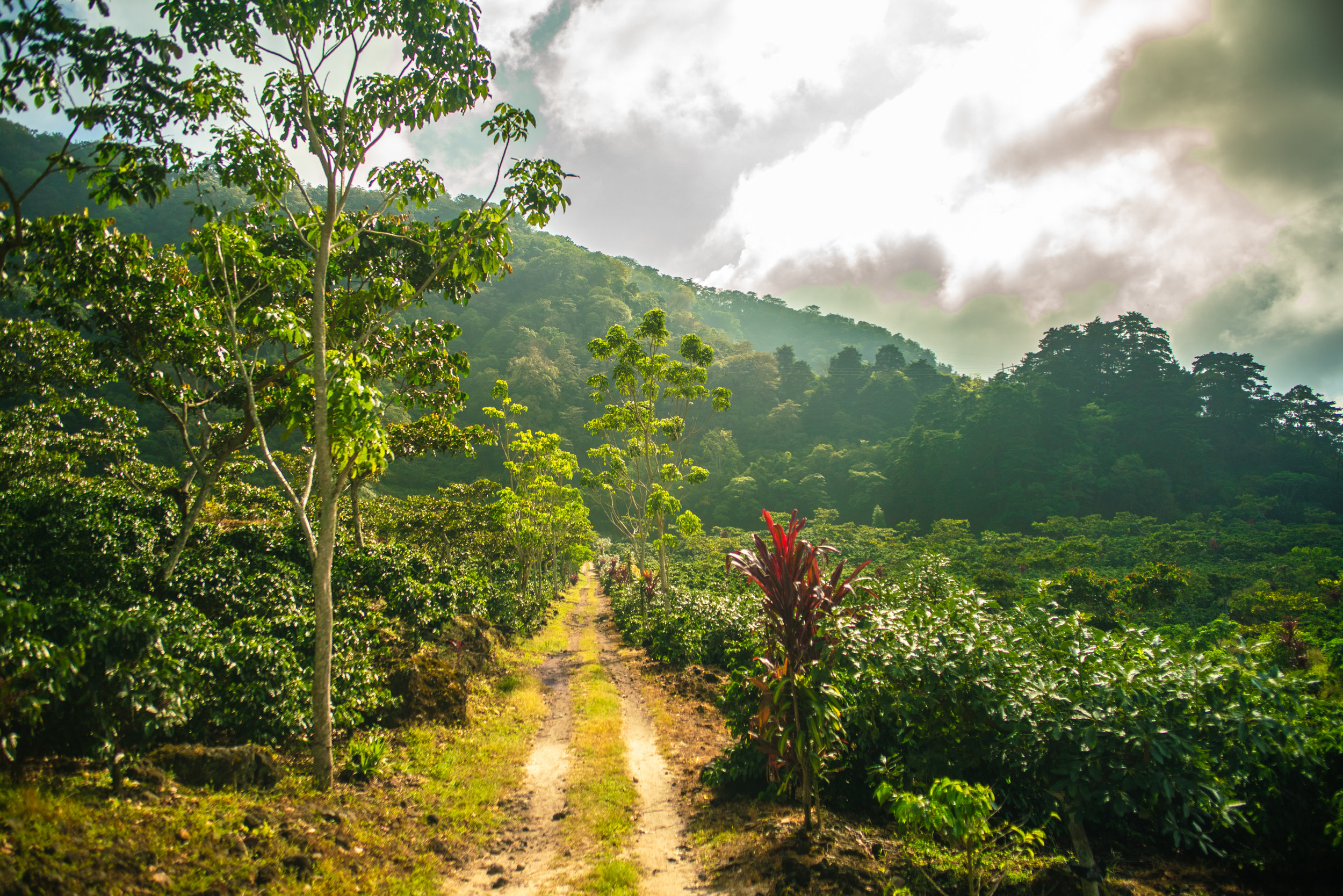 Road Through Finca Pachuj (Copy)