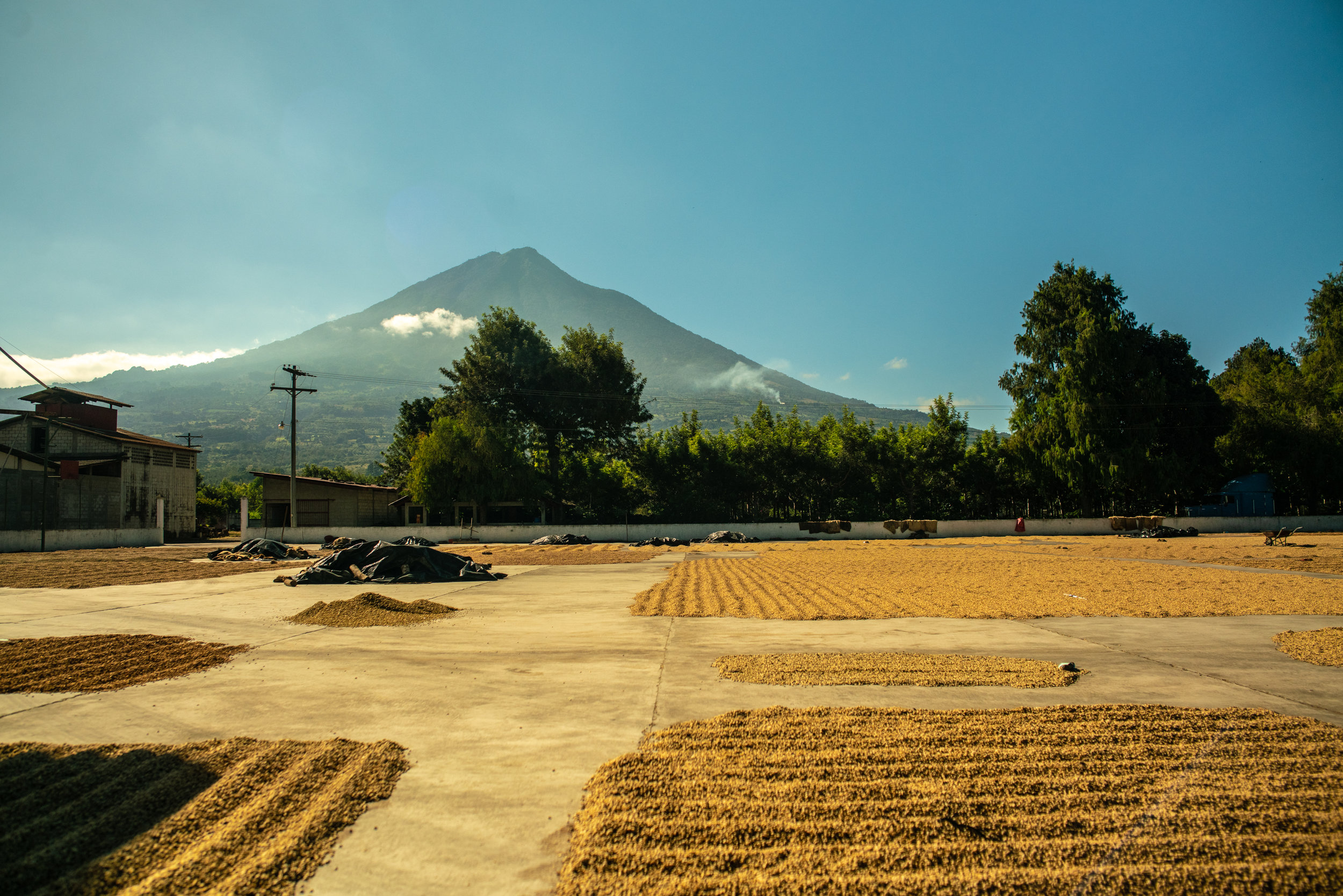 Beans Drying In Sun With Volcano In Background (Copy)