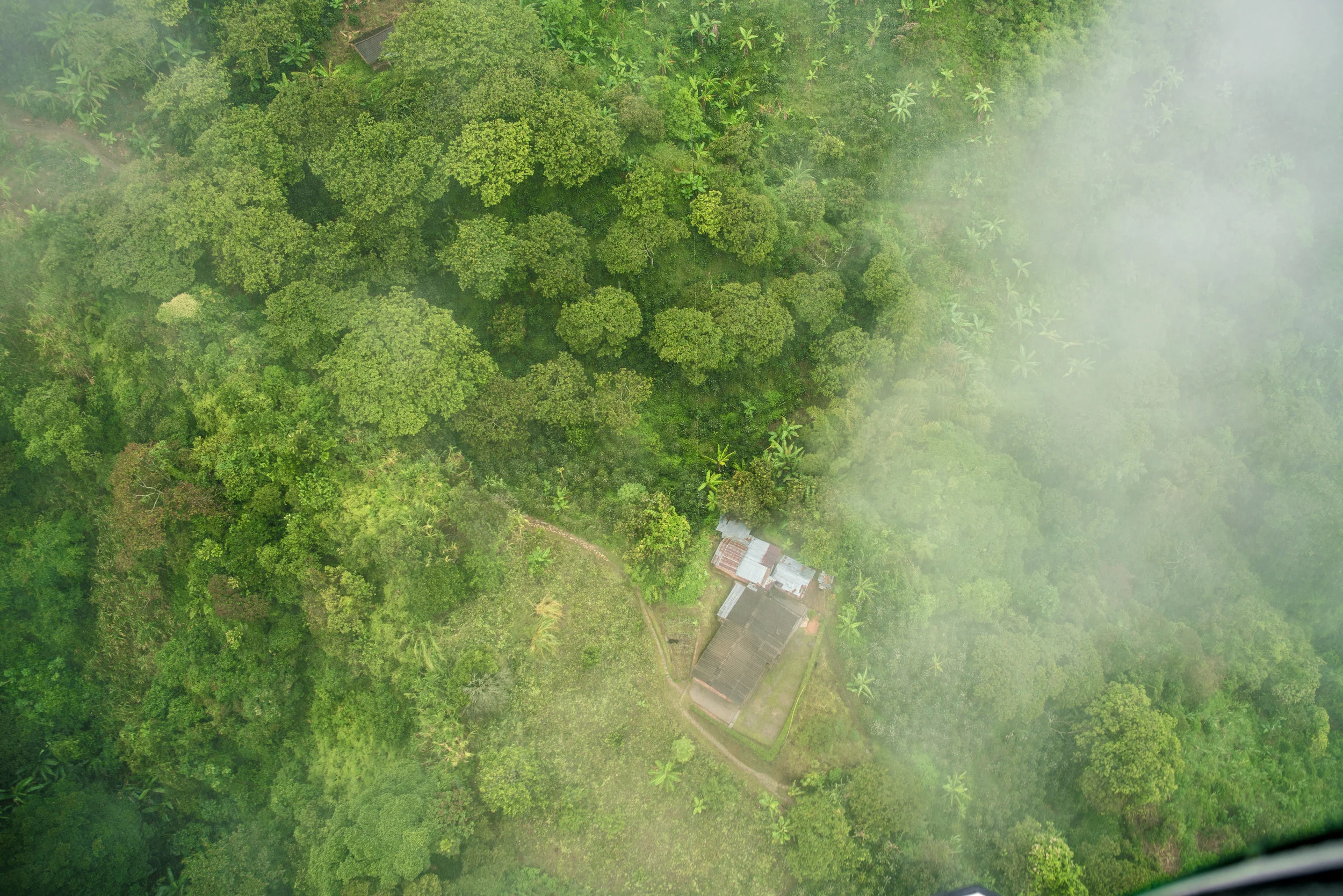 aerial view of Colombian trees