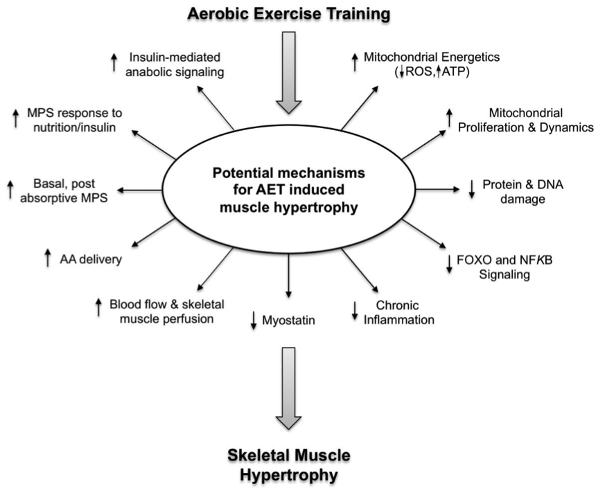 Aerobic exercise training (AET) has an effect on many mechanisms that may collectively promote skeletal muscle hypertrophy. 