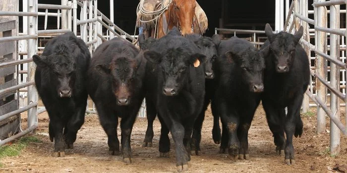Everything from these pipe fences to producing oil and gas from Oklahoma mineral property is going to become more expensive thanks to the new tariffs.