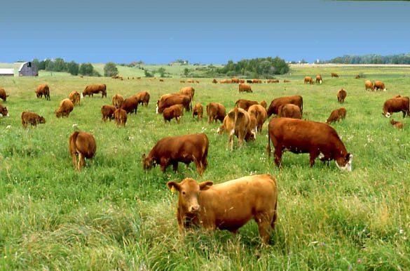 Mmmm...pastured, organic financial products above Oklahoma oil and gas mineral rights.