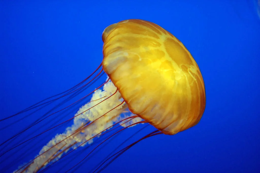 OIPA - Jelly Fish - Berlin Royalties.jpg