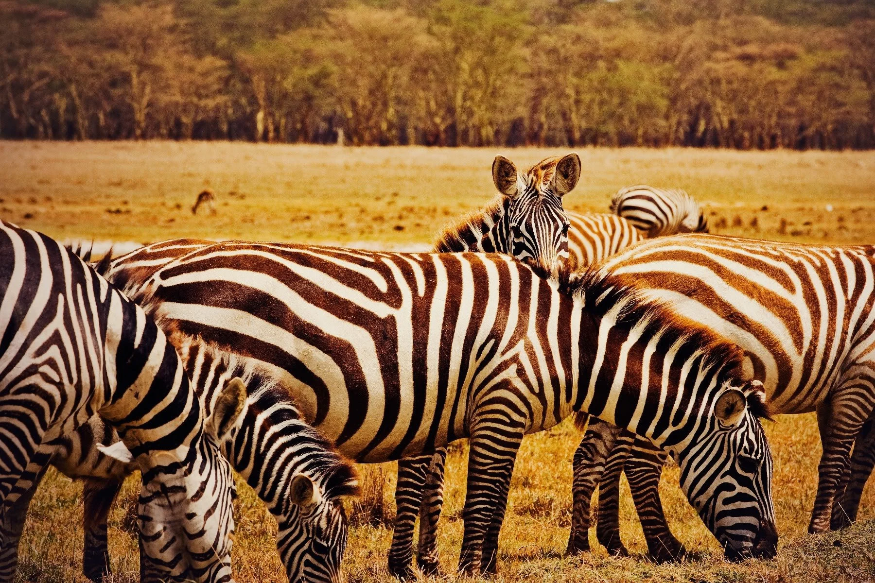 africa2_11 v2.jpg
