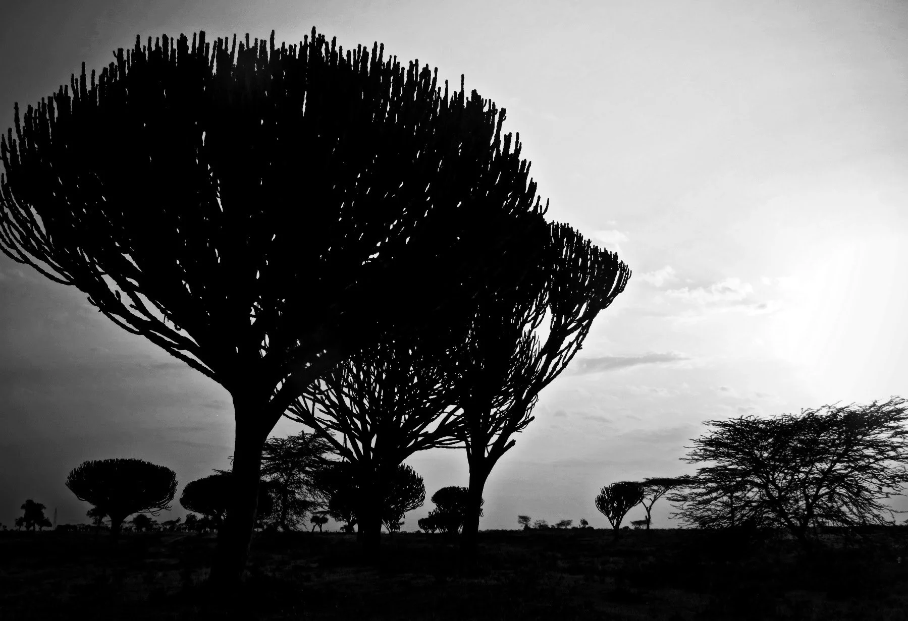 africa2_33.jpg