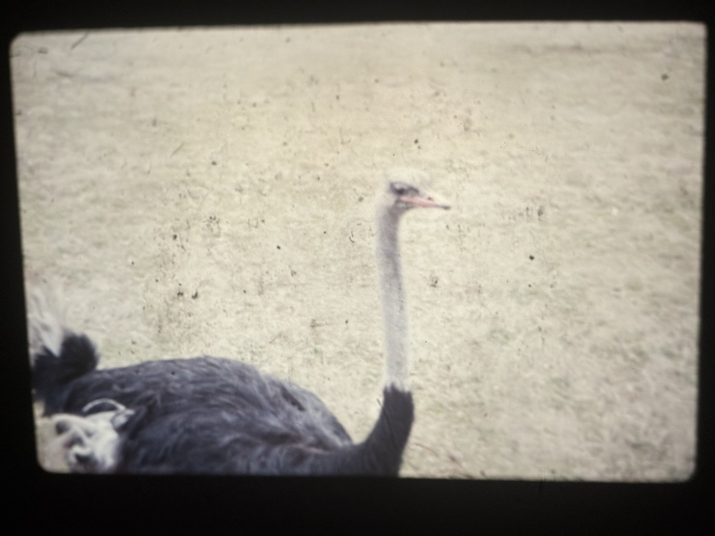 Found Slide Ostrich_Talya Rubin.jpg