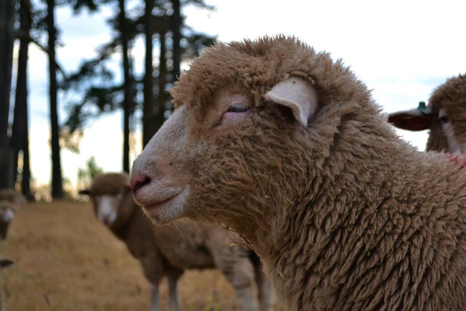 Lamb.jpg