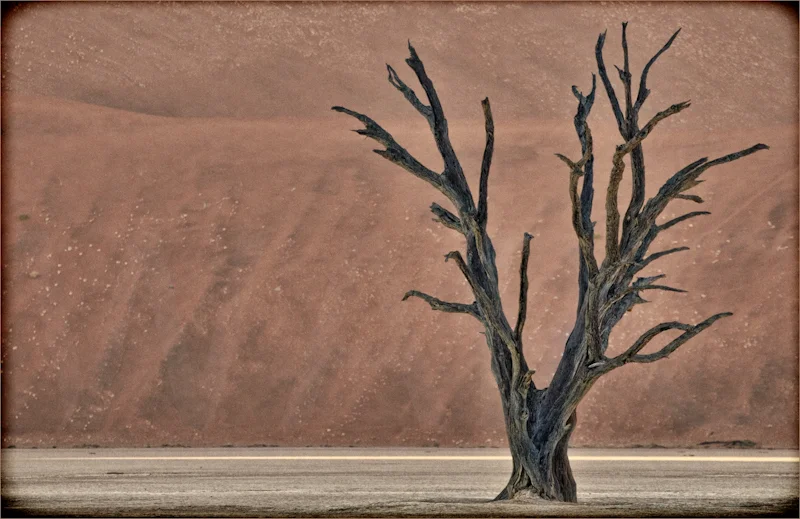 "Dunes and Tree" by Audrey Price - HC