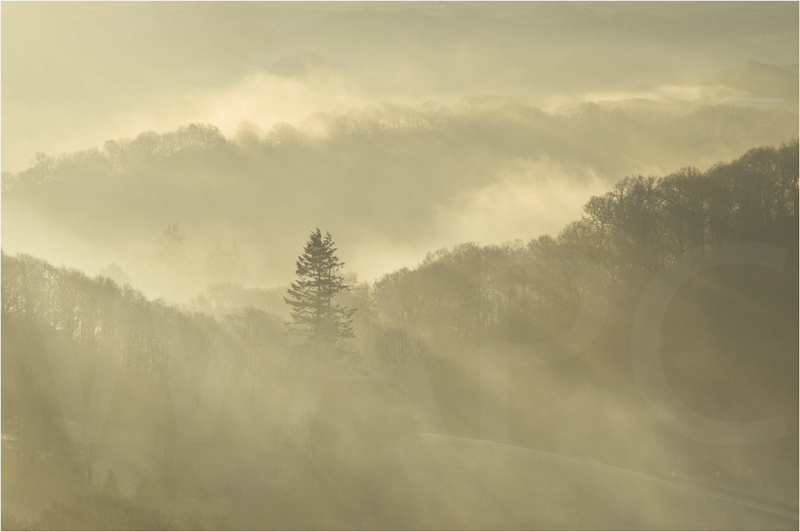 "Trees in the Mist" by Sue Baker - C