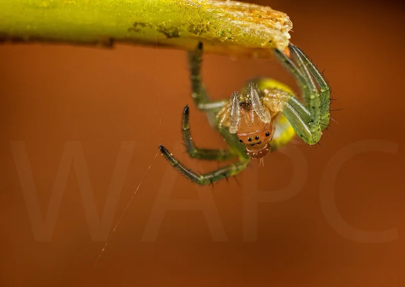 Cucumber Spider by Ed Phillips - C