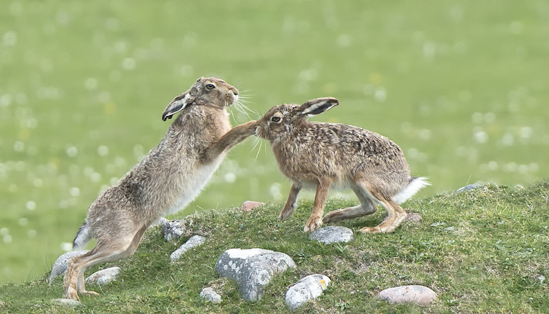 Boxing Hares by Audrey Price - HC