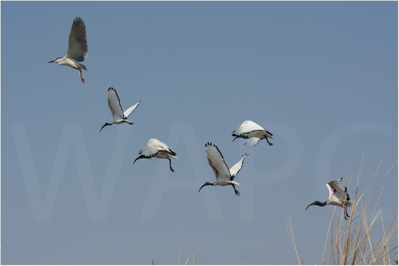Ibis in Flight by Alan Lees - C