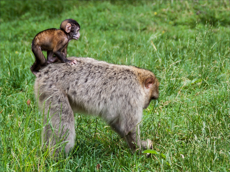 Hitching a Ride by Liz Callan - 2nd