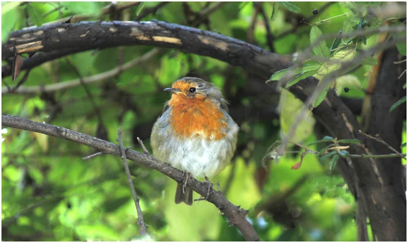 Robin by David Prestwood - C