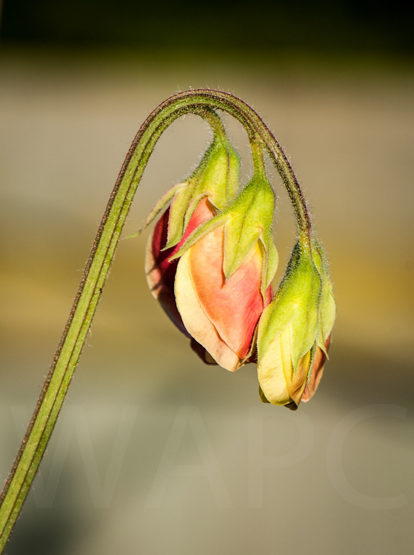 Sweet Pea by John Sweetland - C