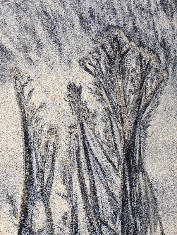 Sand Forest by Gerry Froy - C
