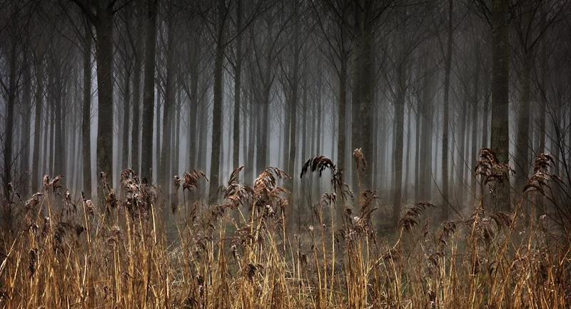 Reeds and Trees by Jeremy Smith-First