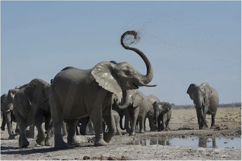 At the Waterhole by Alan Lees-C (PDI)