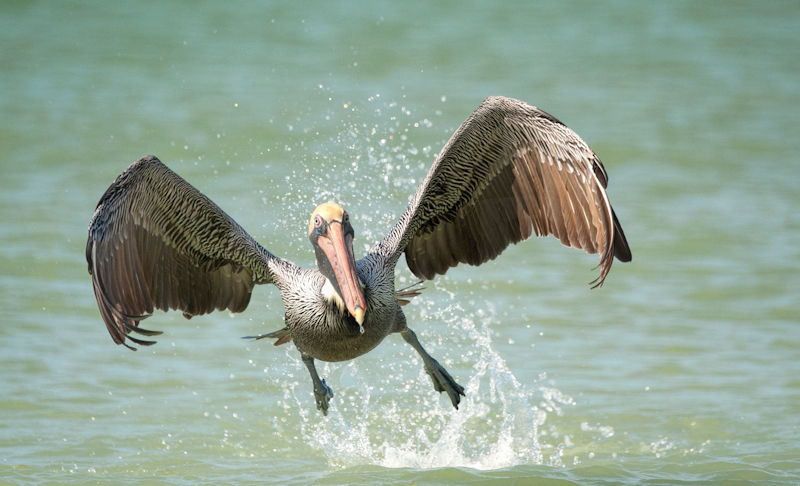 Brown Pelican Taking Off by Russell Price-1st (PDI)