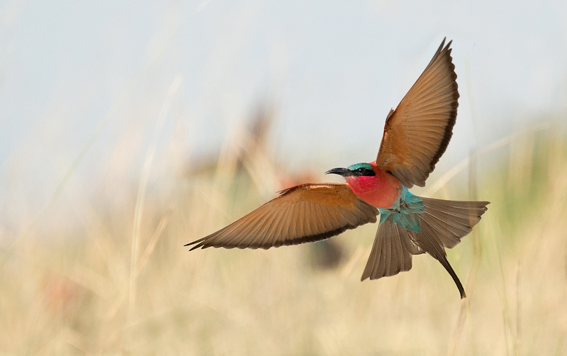 Carmine Bee Eater in Flight by Audrey Price-HC (PDI)