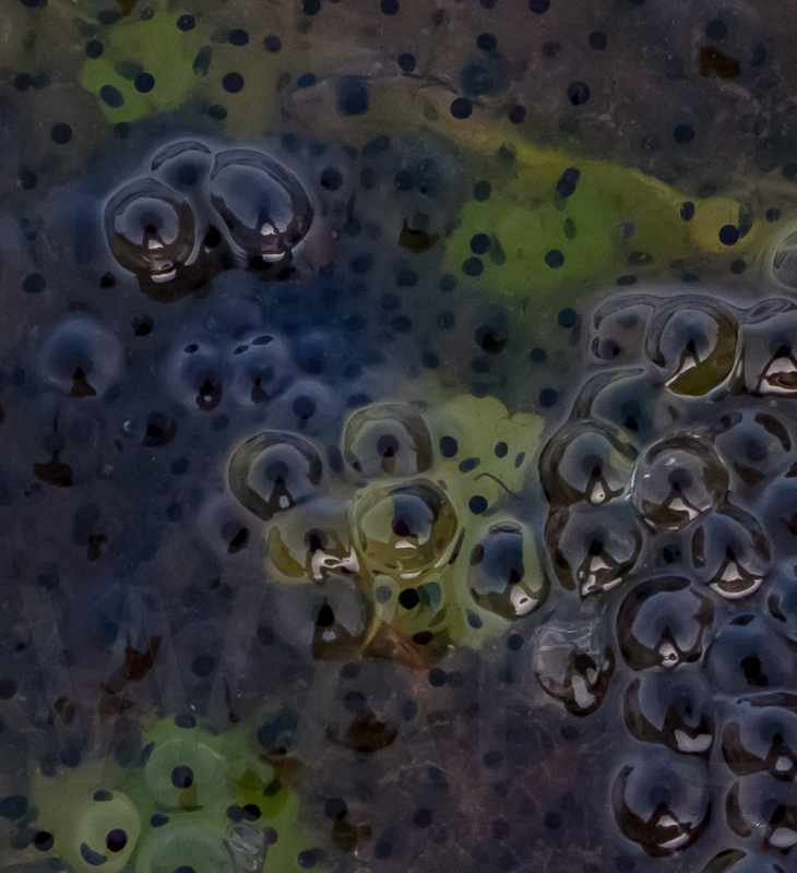 Frog Spawn by Peter Howsam-C (PDI)