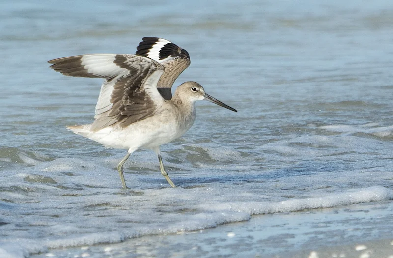 Willet Landing by Audrey Price-C (PDI)