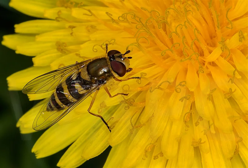 Hoverfly on Dandelion Syrphus Ribesii by Norman O'Neill-2nd (PDI)