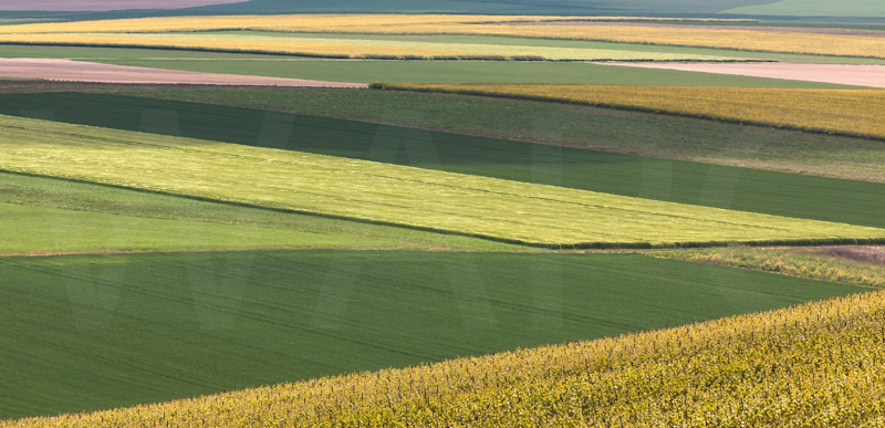 Field Patterns by Irene Froy-Commended