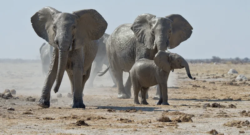 Elephants Leaving Mud Bath by Audrey Price - HC