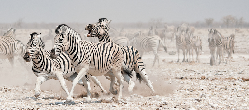 Zebra Stallions fighting by Russell Price - 2nd