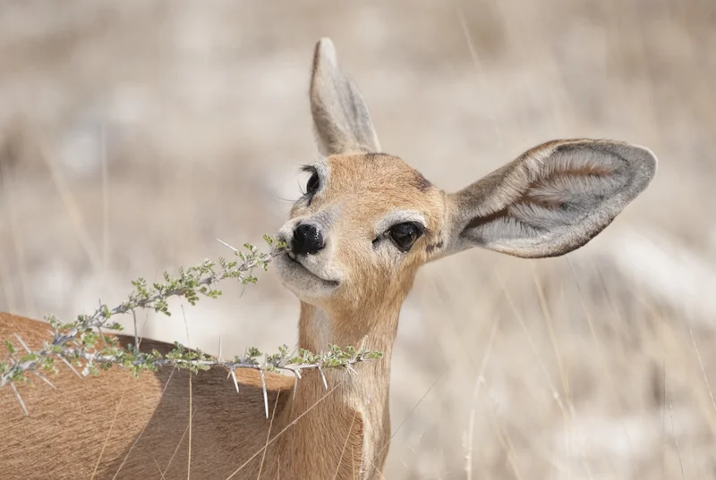 Steenbok Feeding on Acacia by Russell Price - C